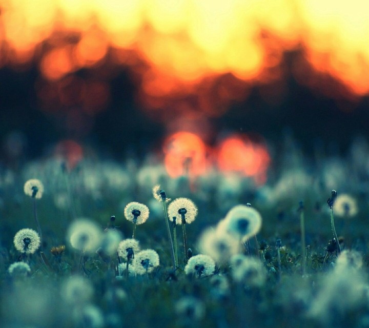 white flowers