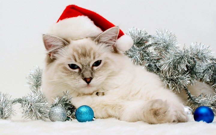 Котик