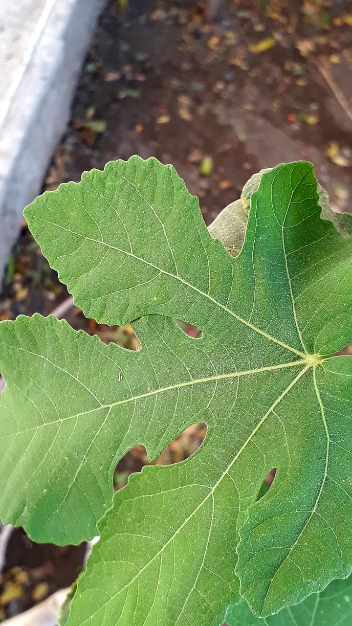 leaf &automn