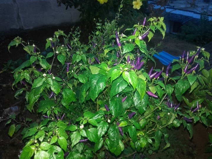 purple chilly