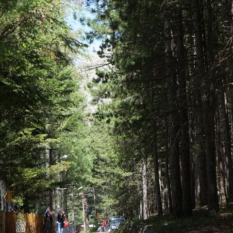 Razem...forest ??