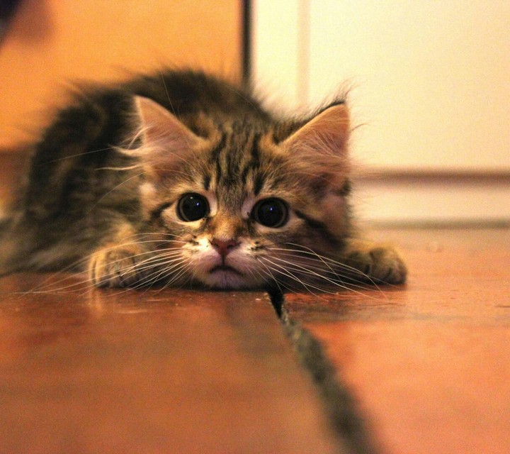 Gatinho
