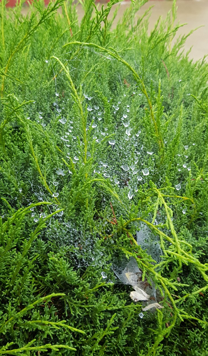 거미줄 이슬