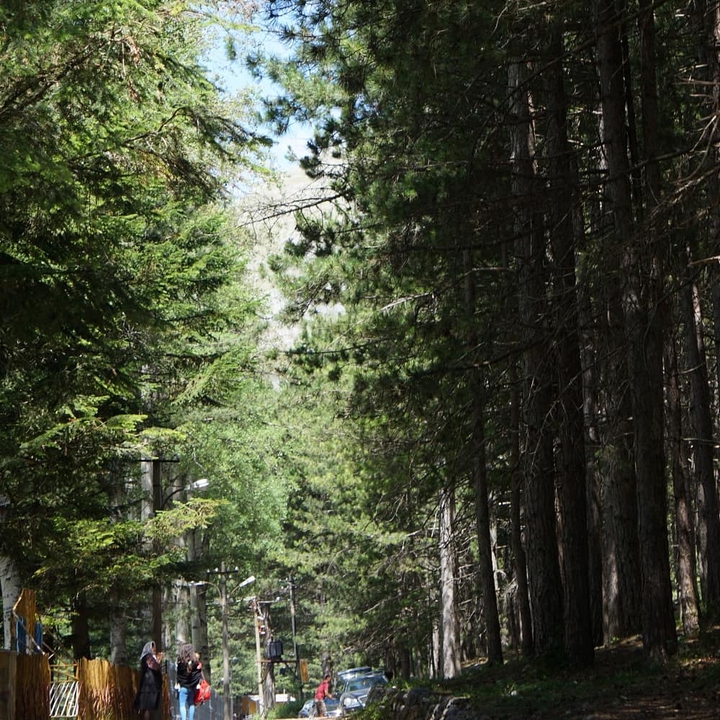 Razem...forest ??