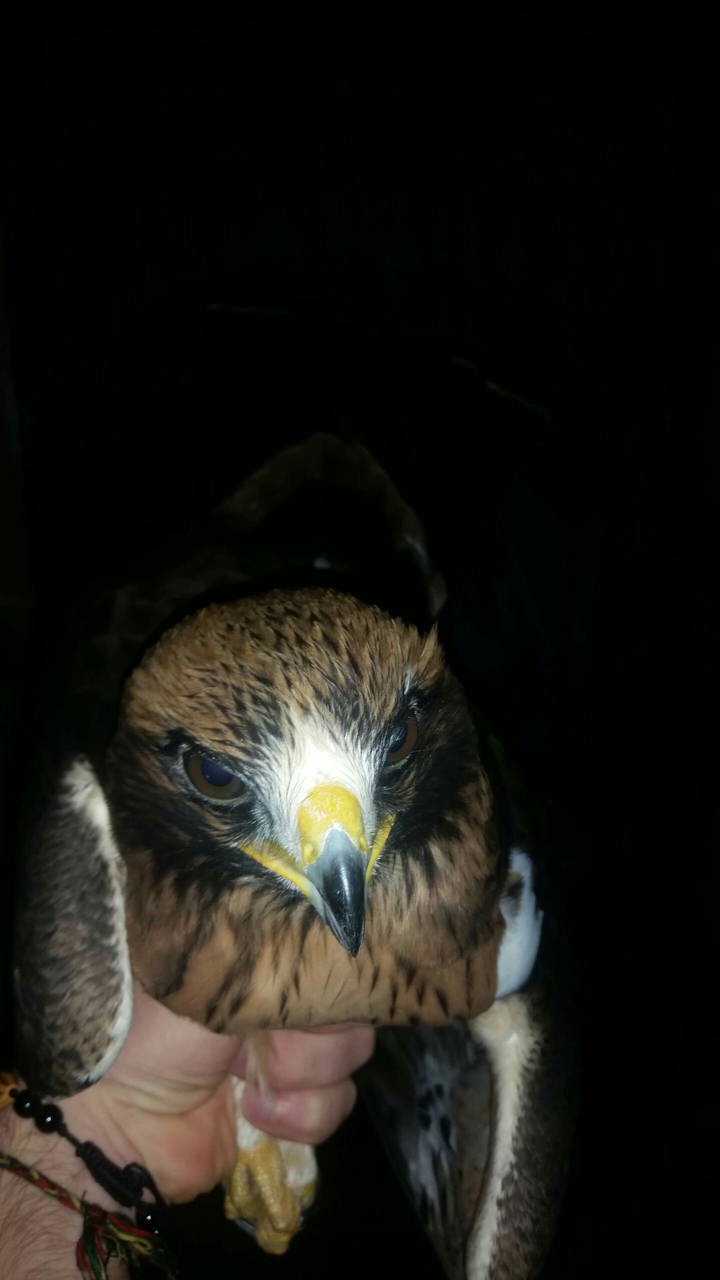 aigle