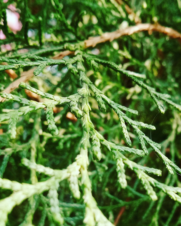 #plants #lovenature #phoneography