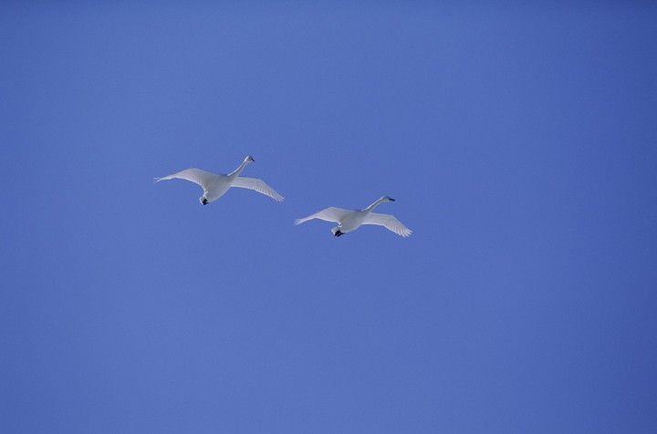 Birds