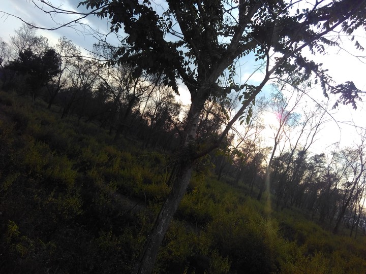 The same mysterious jungle