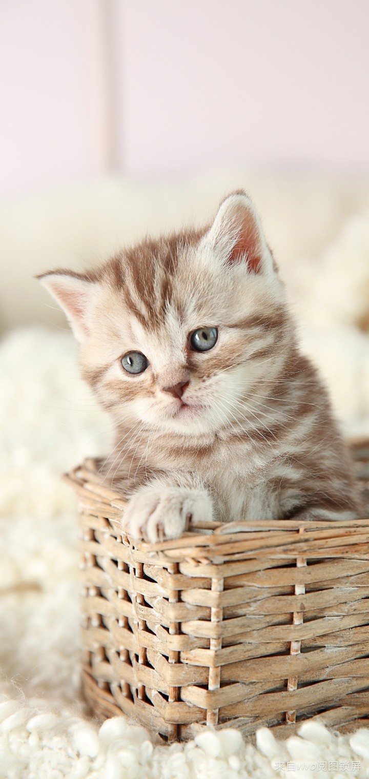 sweetie