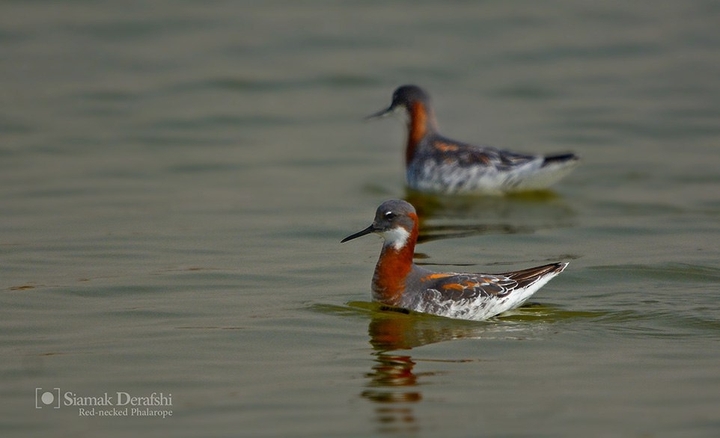 Red-necked phalarope  فالاروپ گردن سرخ
