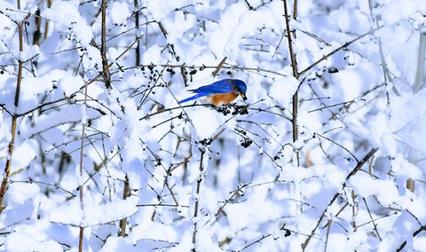 branch, freezing wallpapers