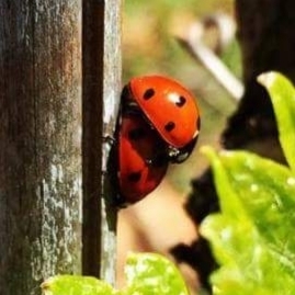 coccinelles