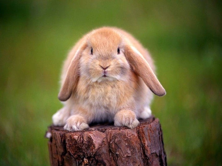 Rabbit 