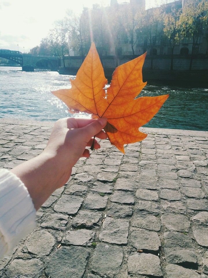 orange leaf