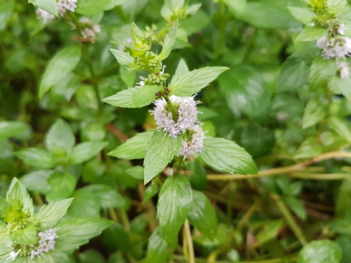 Mint after rain