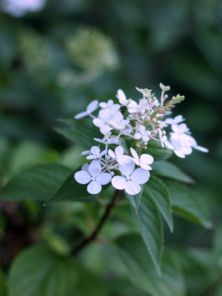 Hudrangea