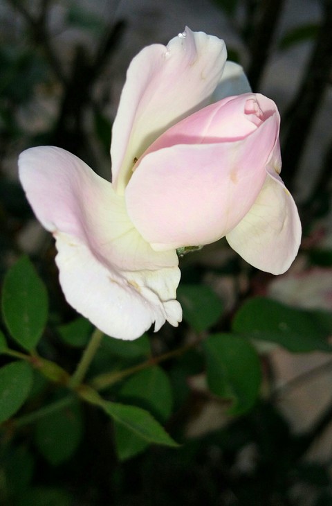 VIPUL