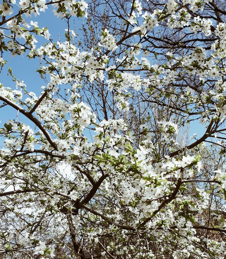 Spring