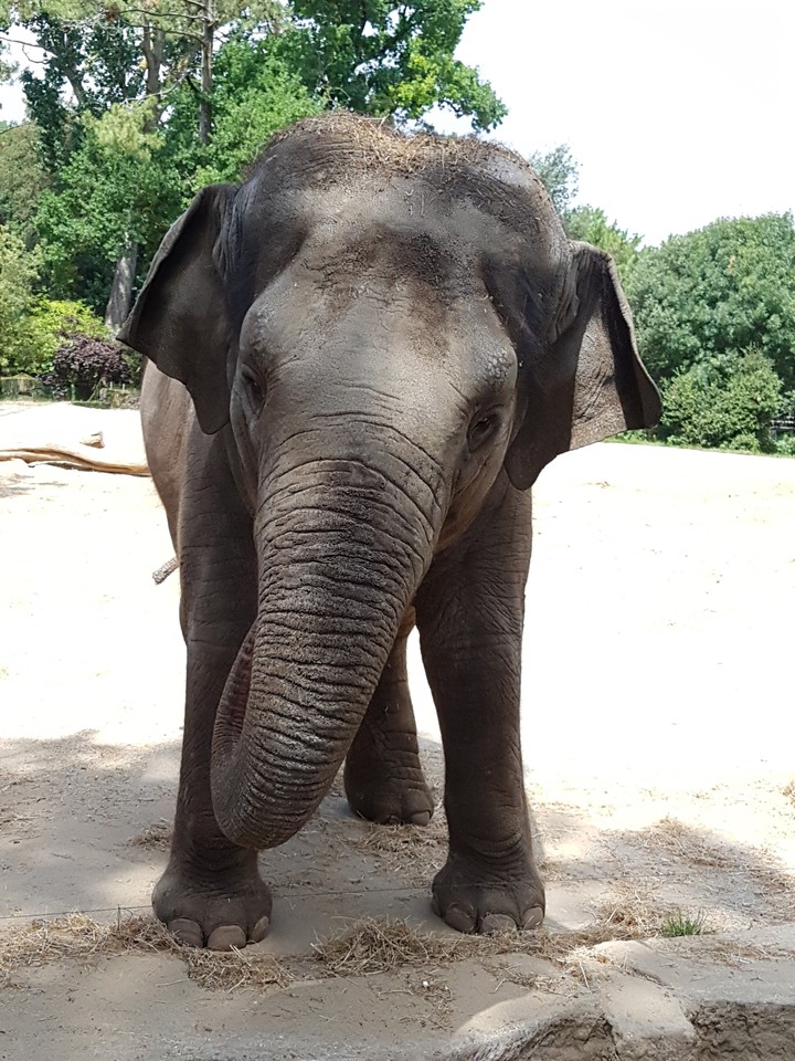 Dumbo