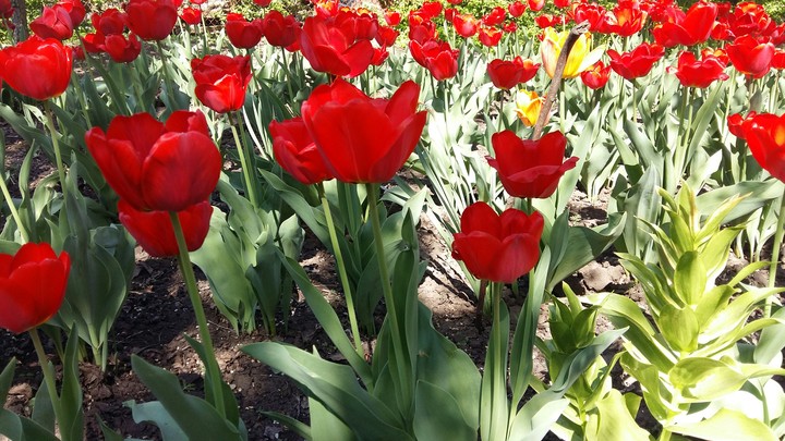 tulips