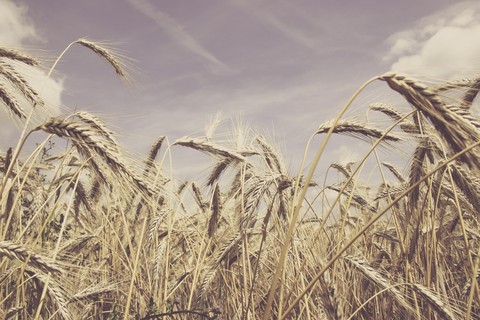 Wheat
