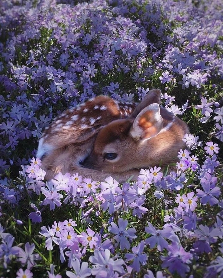 оленёнок