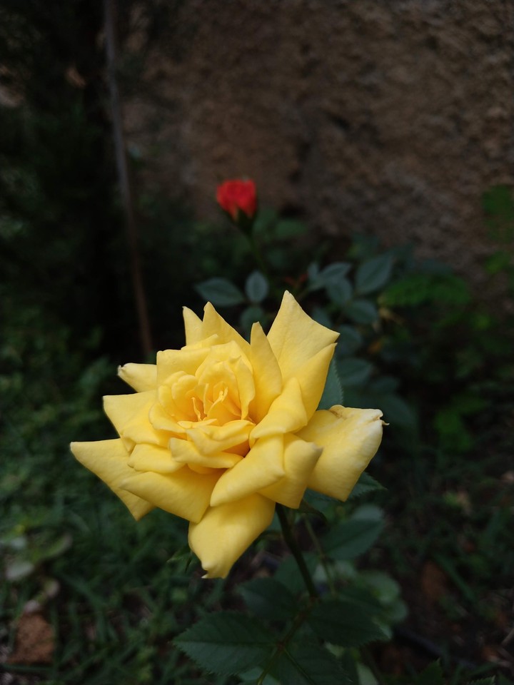 alegria