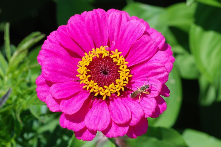 flower