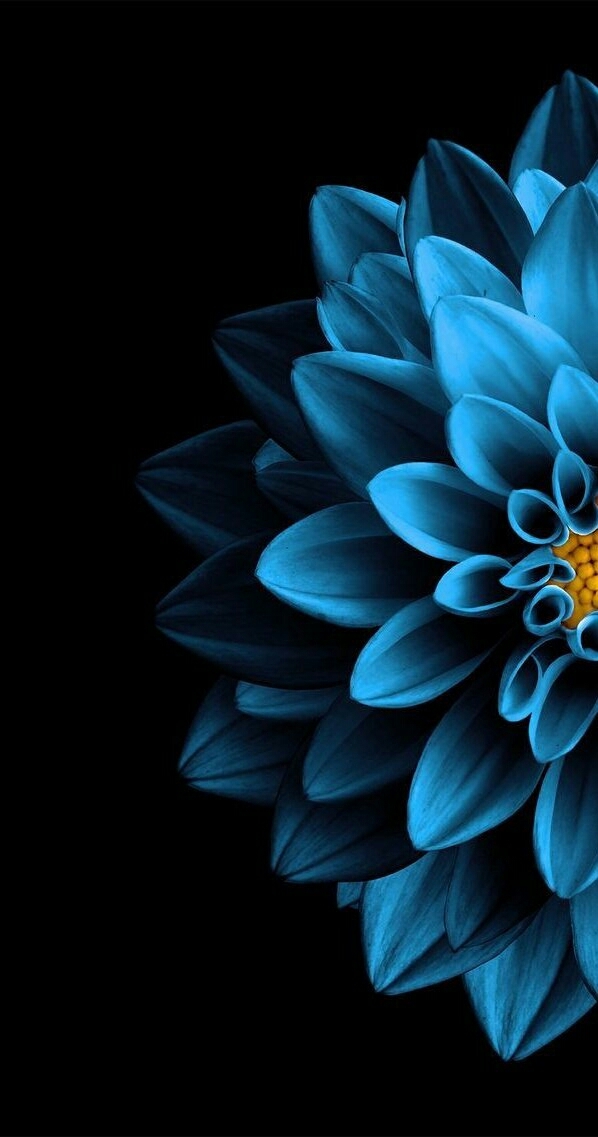 blue flower
