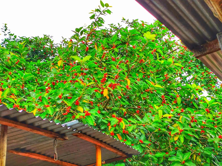 Banyan fruit