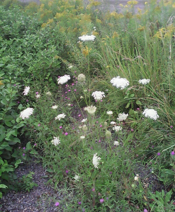 Roadside