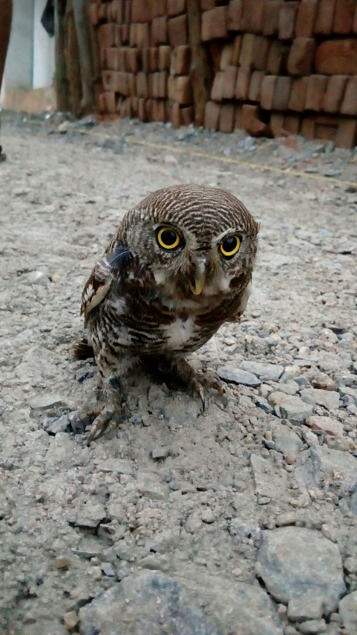 owl