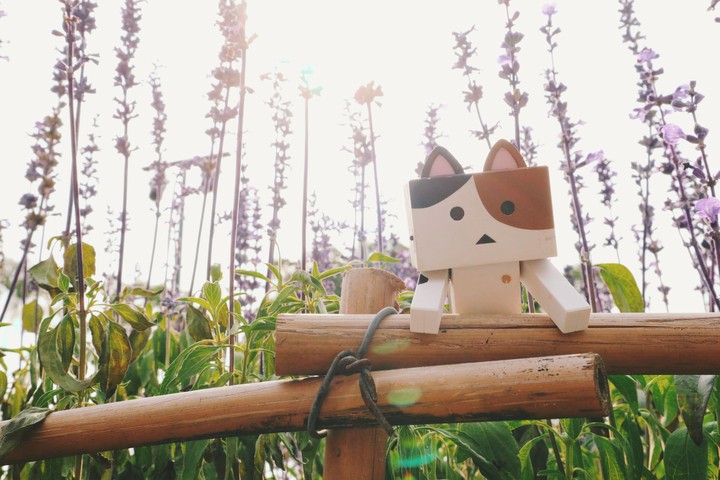 Taiwan-Taichung 花博