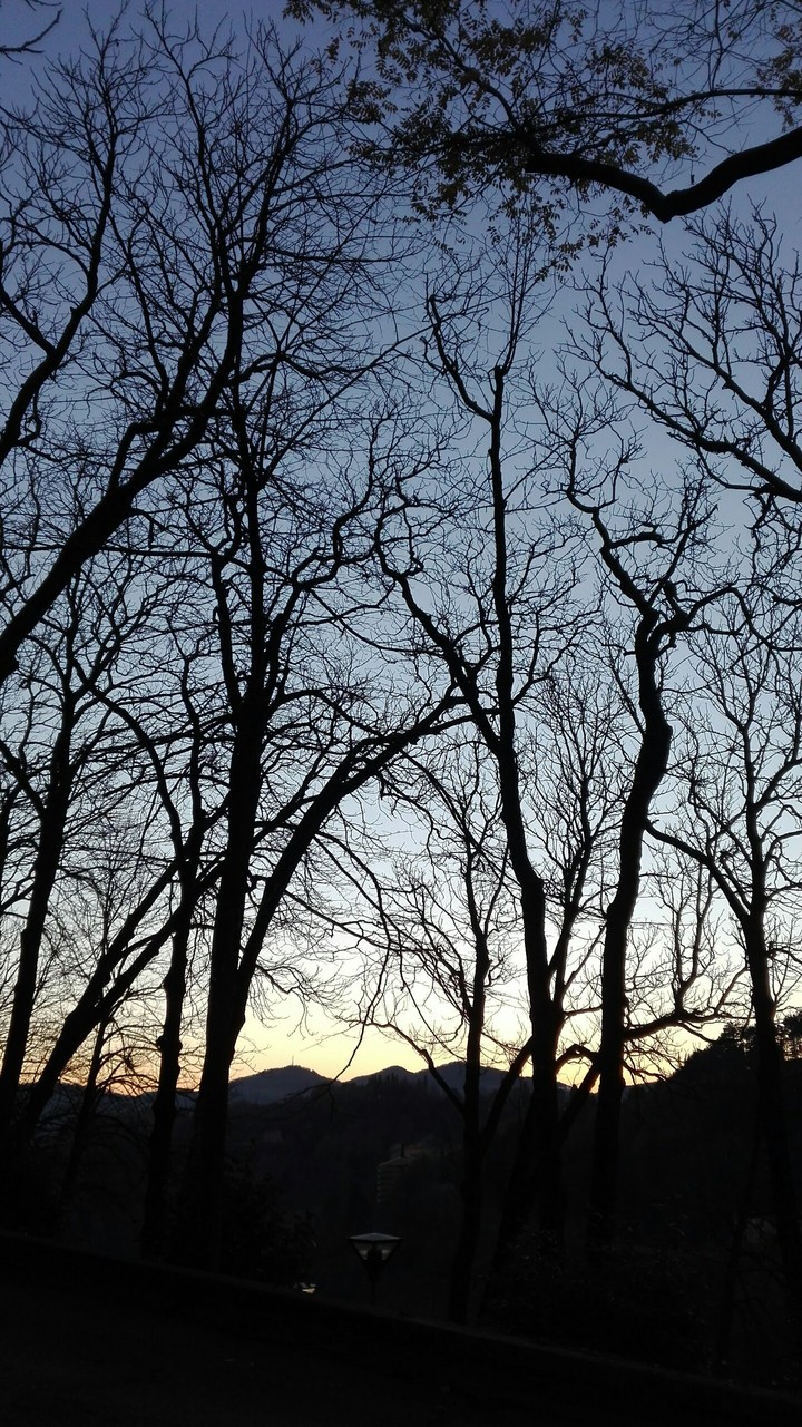 trees
