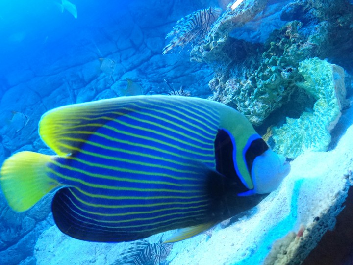 Fish