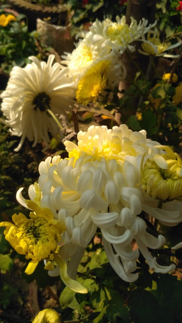 yellow snowball