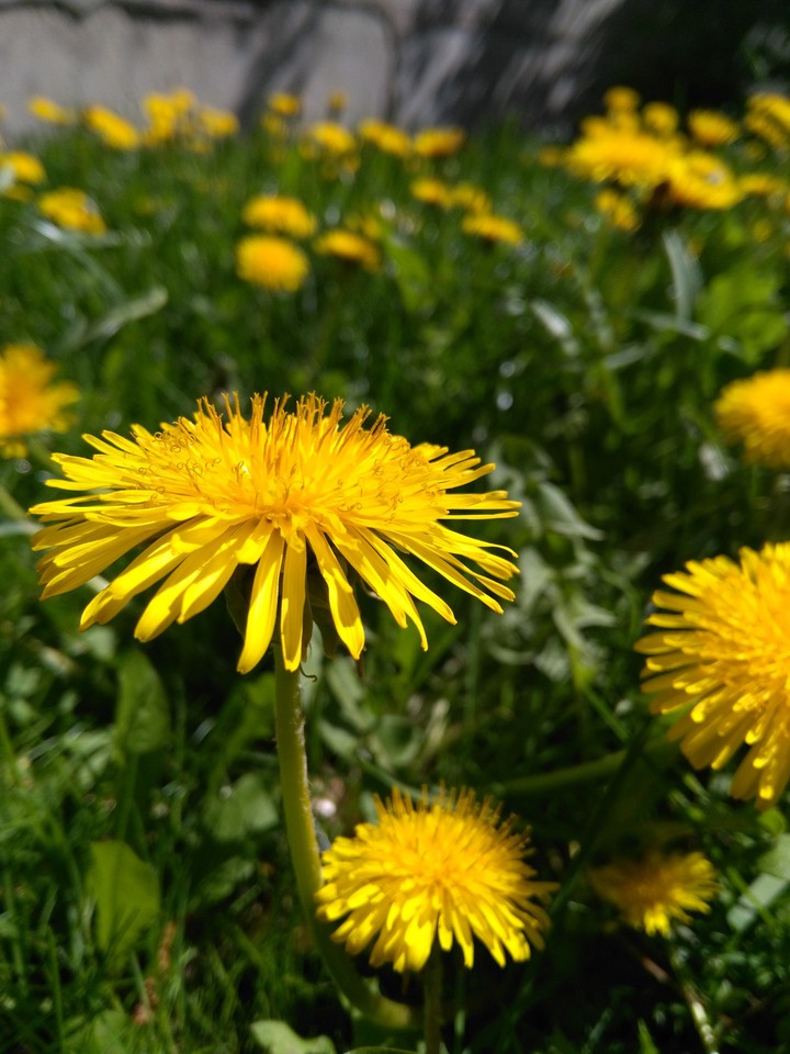 Dandelion