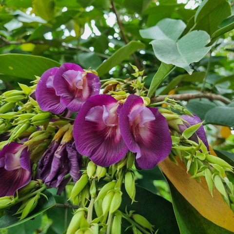 plant, magenta Hintergrundbilder