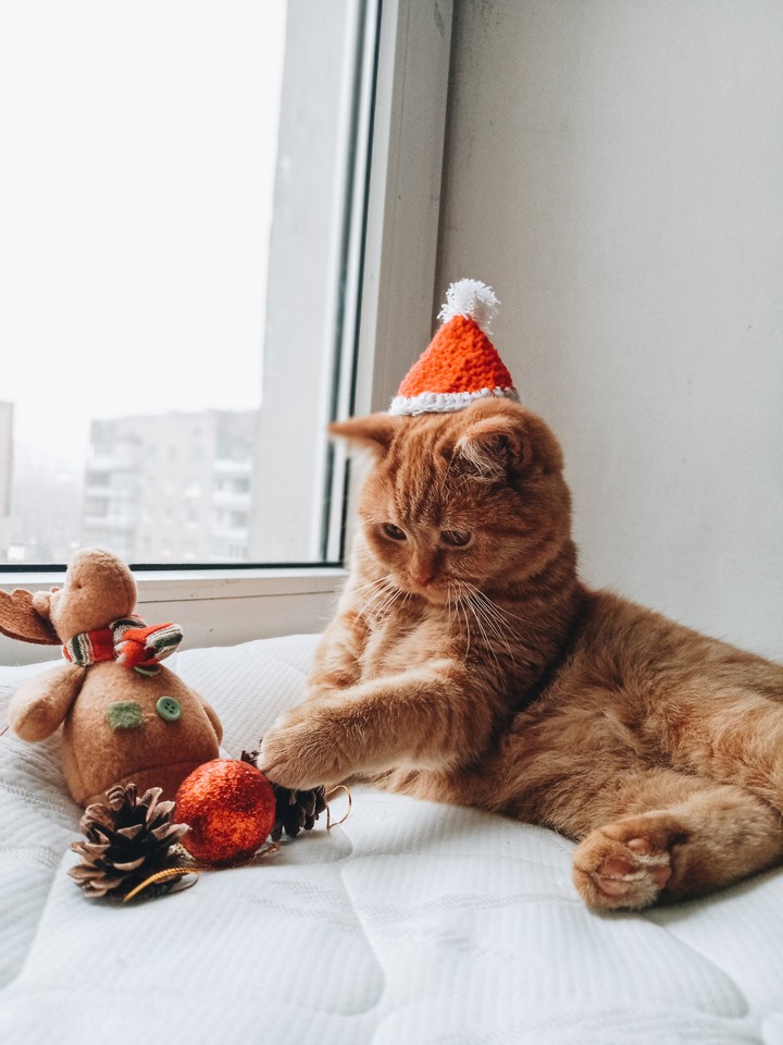 cats