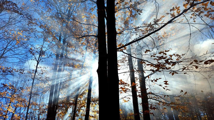 Fall Forest