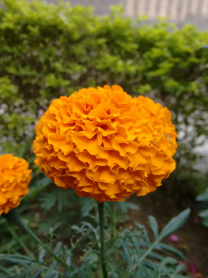 Marigold season