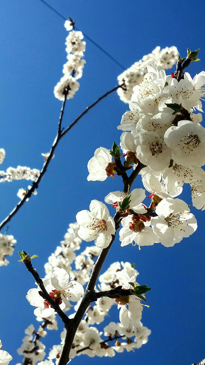 tree blossom.