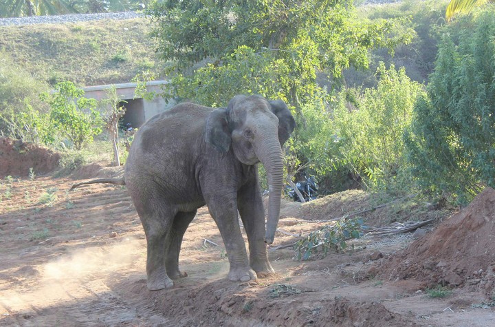 child elephant