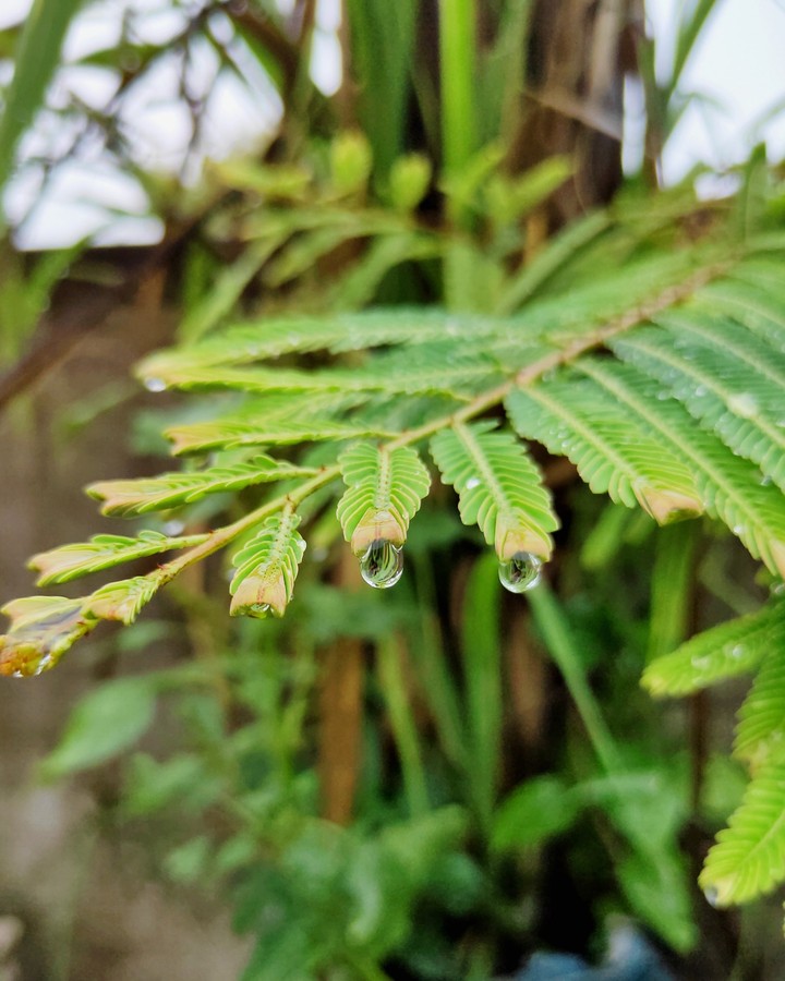 Drop