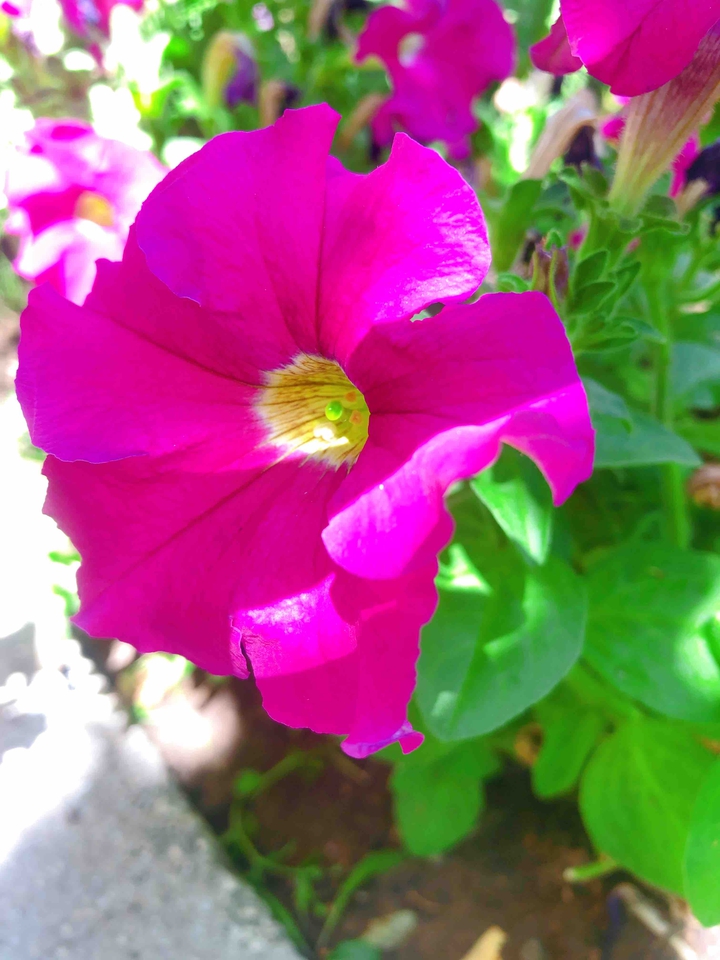 pink