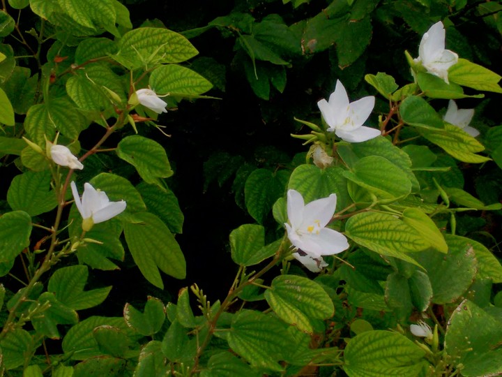 flowers flow