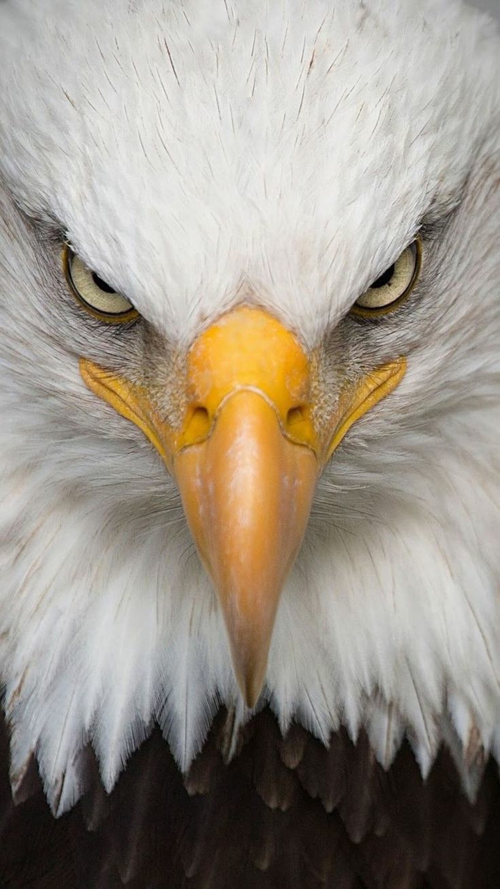 Eagle