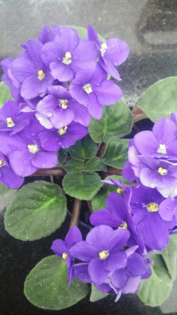 violeta fortinha