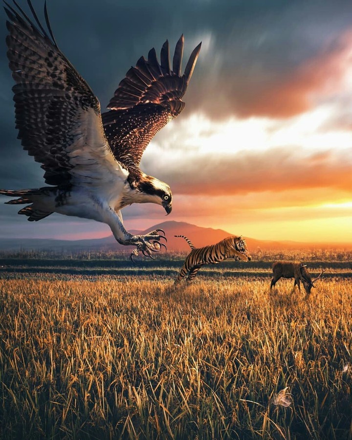 Hunting Circle