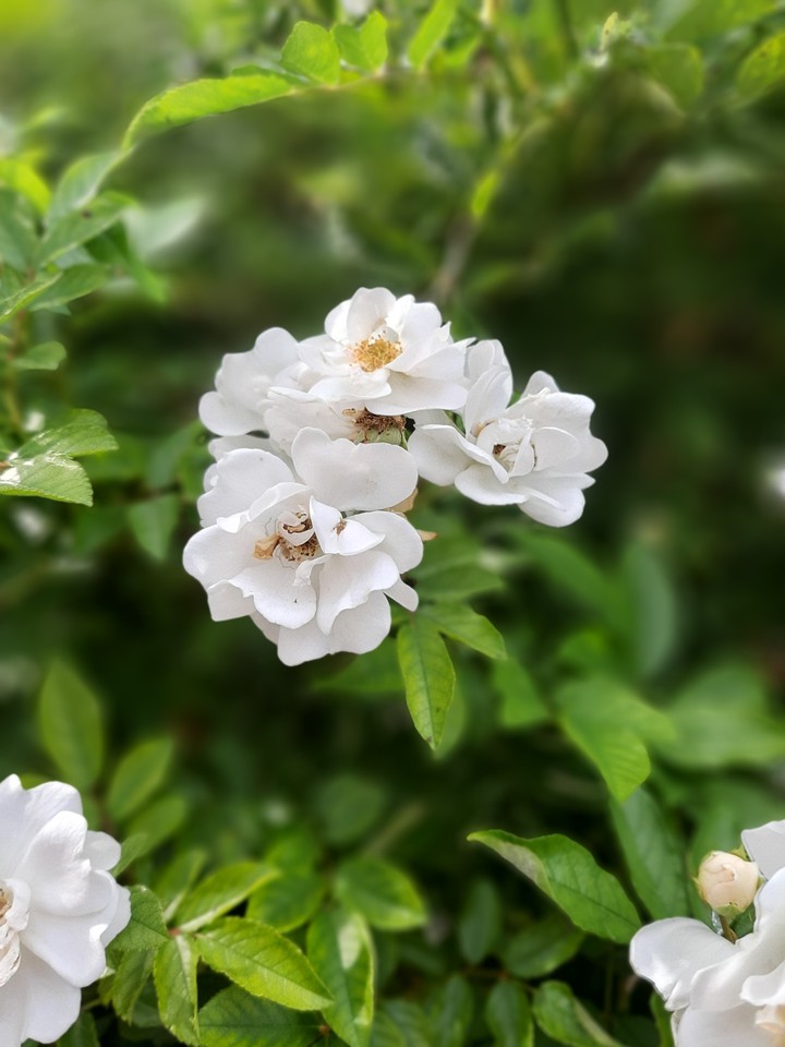 White roses